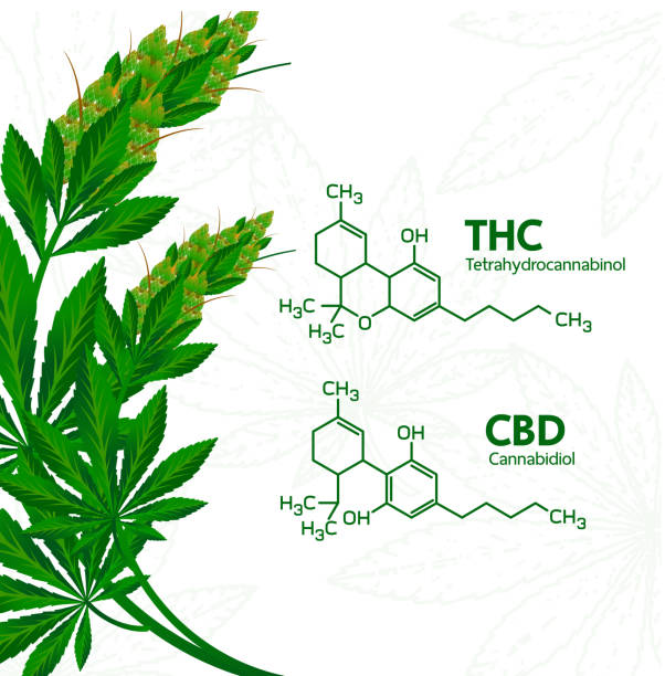 Contrasting THC and CBD: A Tale of Two Cannabinoids